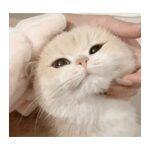 一方画猫呢-演示猫